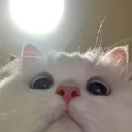 Arcxdd