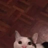 tacotaximz