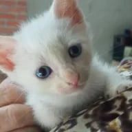 NinjaOficial
