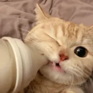 anticlub