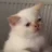 Linakitty