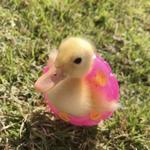 sub giveaway yeet Onetap.com #18