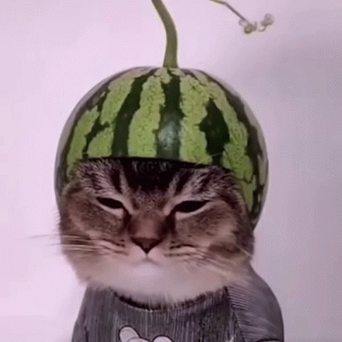 cat-cat-melon.gif