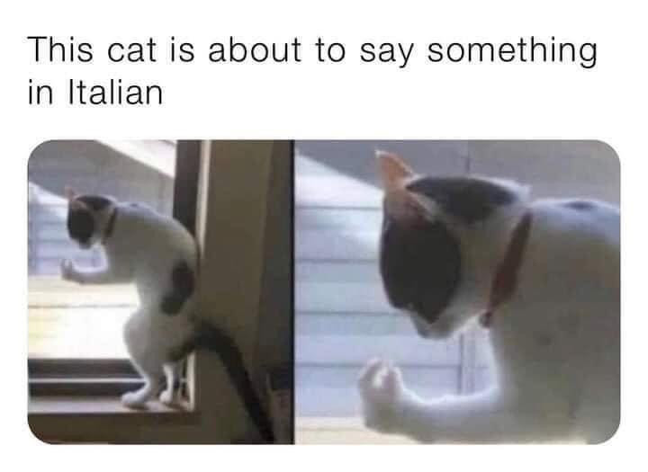 this-cat-is-about-to-say-something-in-italian.jpg